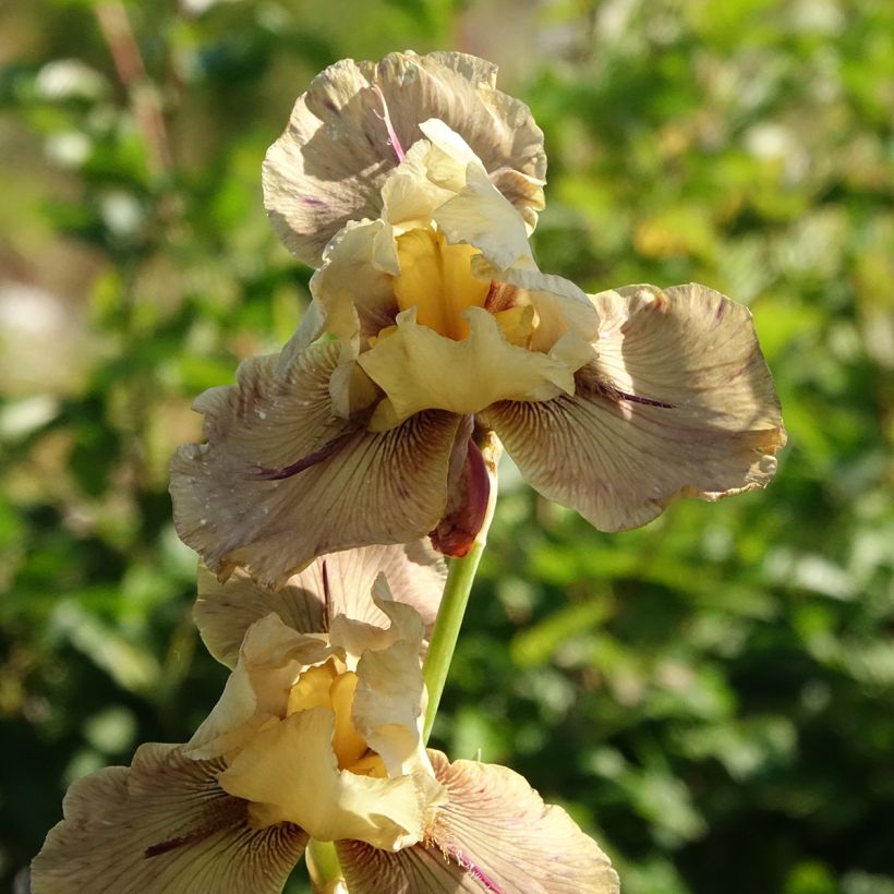 Iris germanica Thornbird (Floración)