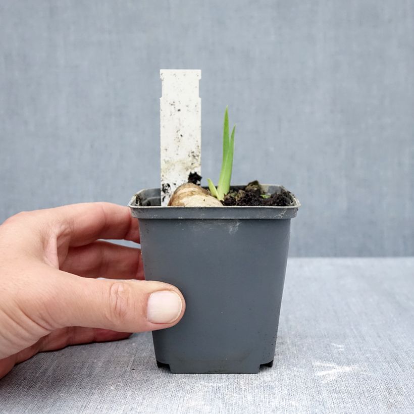 Ejemplar de Iris germanica Tiger Honey Maceta de 8/9 cm entregado en otoño