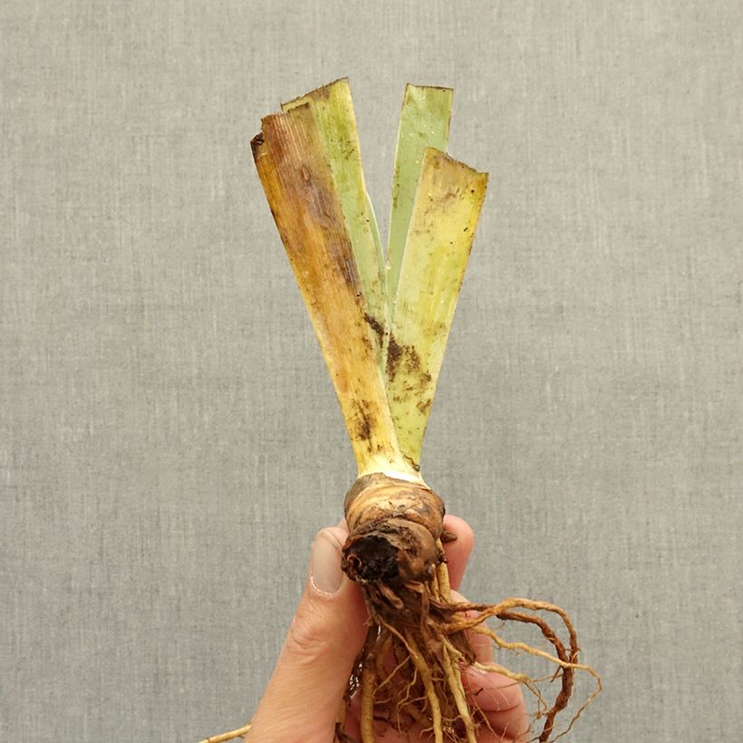 Iris germanica Tingle - Iris pigmeo Rizoma Ejemplar entregado en invierno