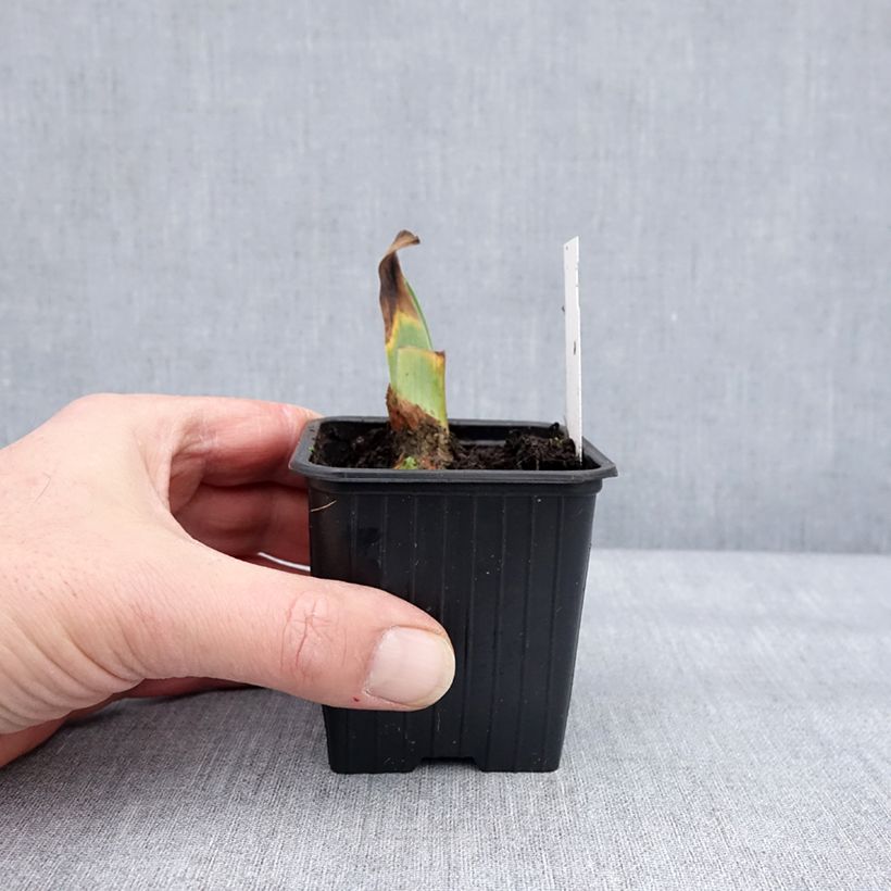 Iris germanica Tuxedo Maceta de 8/9 cm Ejemplar entregado en invierno