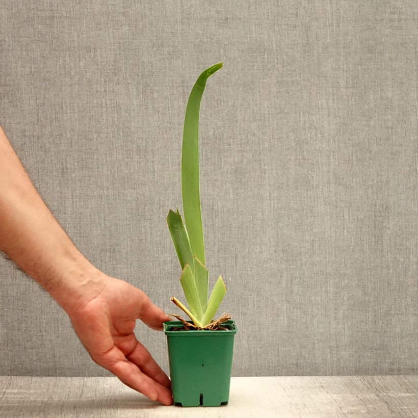 Iris germanica Tuxedo Maceta de 8/9 cm Ejemplar entregado en la primavera