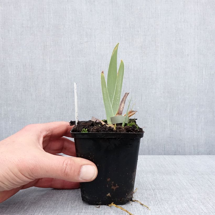 Iris germanica Urluberlu Maceta de 8/9 cm Ejemplar entregado en invierno