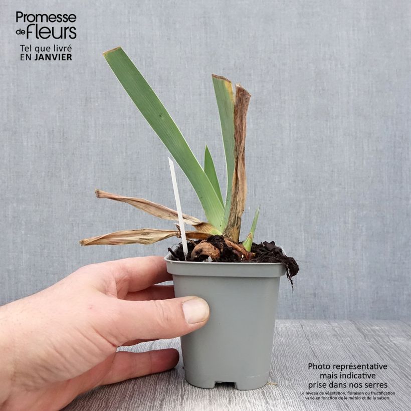 Iris germanica Waterline Maceta de 8/9 cm Ejemplar entregado en invierno