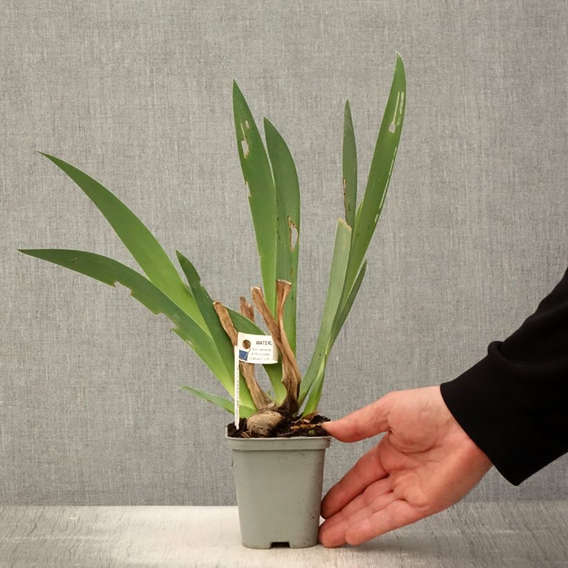 Iris germanica Waterline Maceta de 8/9 cm Ejemplar entregado en la primavera