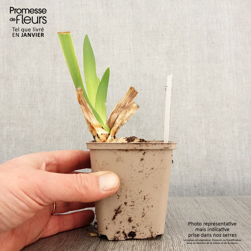 Iris germanica Yaquina Blue Maceta de 8/9 cm Ejemplar entregado en invierno