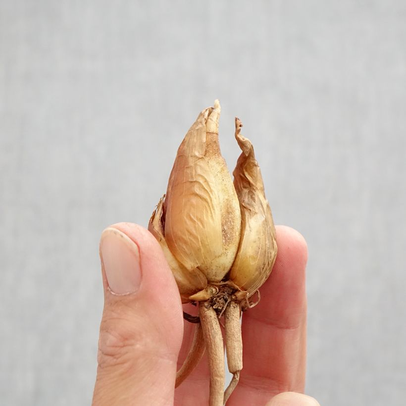 Ejemplar de Iris hoogiana Bulbo calibre I entregado en otoño