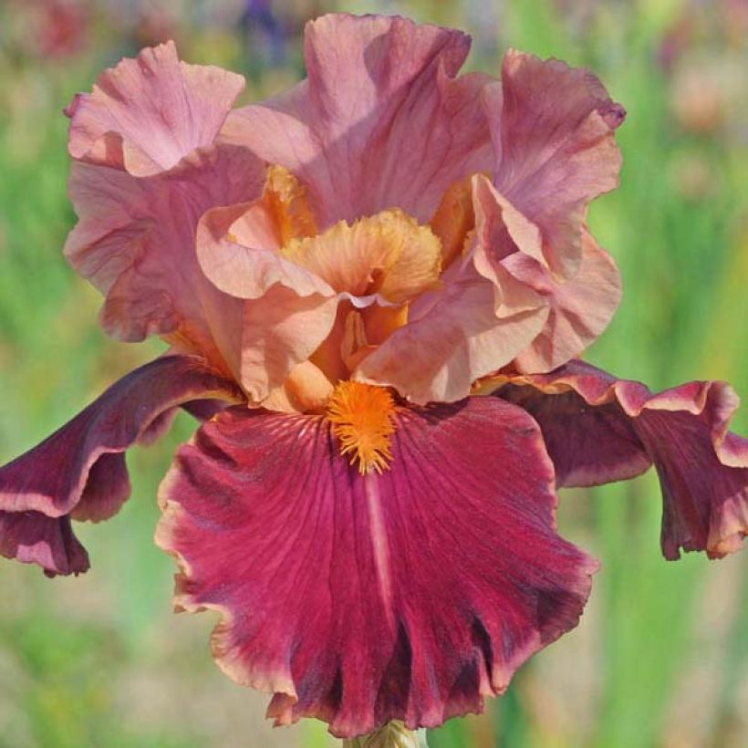 Iris germanica Impressionist (Floración)