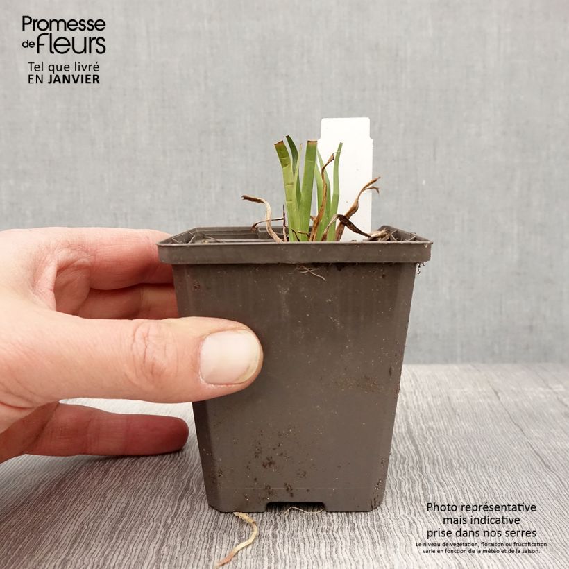 Iris laevigata - Iris de oreja de conejo Maceta de 8/9 cm Ejemplar entregado en invierno