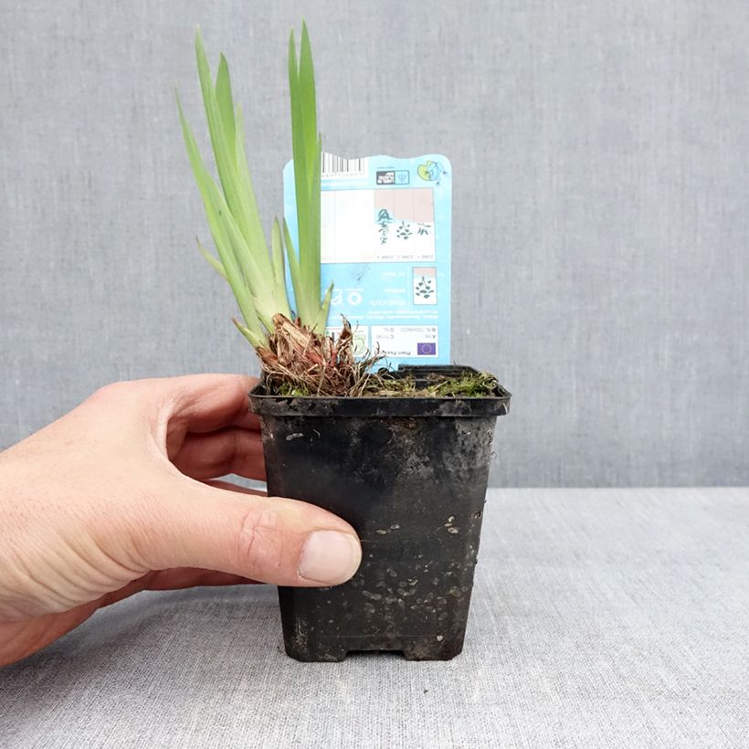 Iris laevigata Snowdrift - Iris de oreja de conejo Maceta de 8/9 cm Ejemplar entregado en la primavera