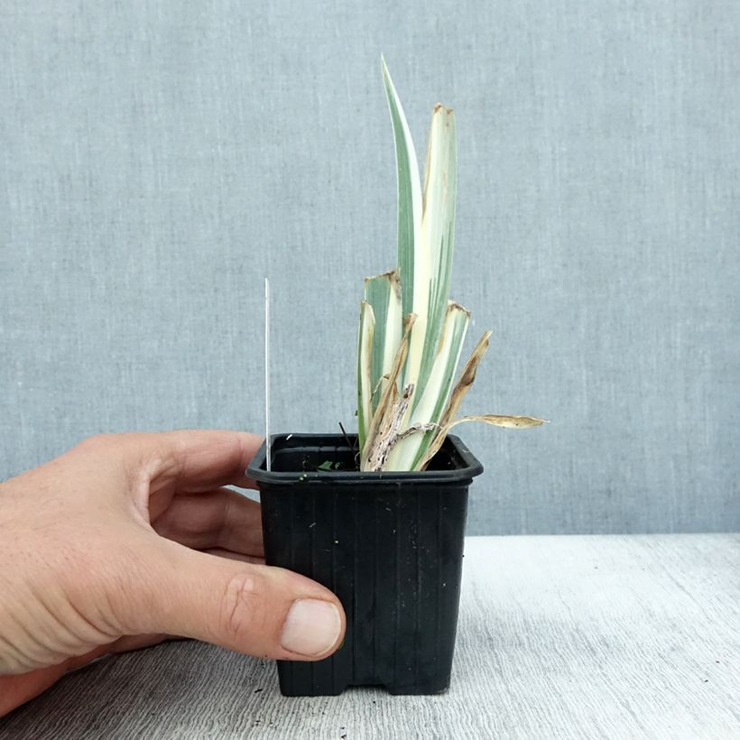Ejemplar de Iris pallida Argentea Variegata - Iris pâle  Godet de 8/9 cm entregado en otoño