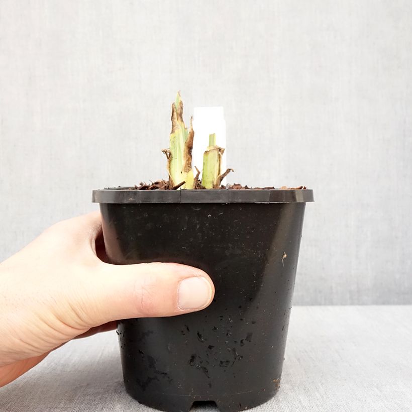 Iris pallida Variegata Maceta 1,5L/2L Ejemplar entregado en invierno