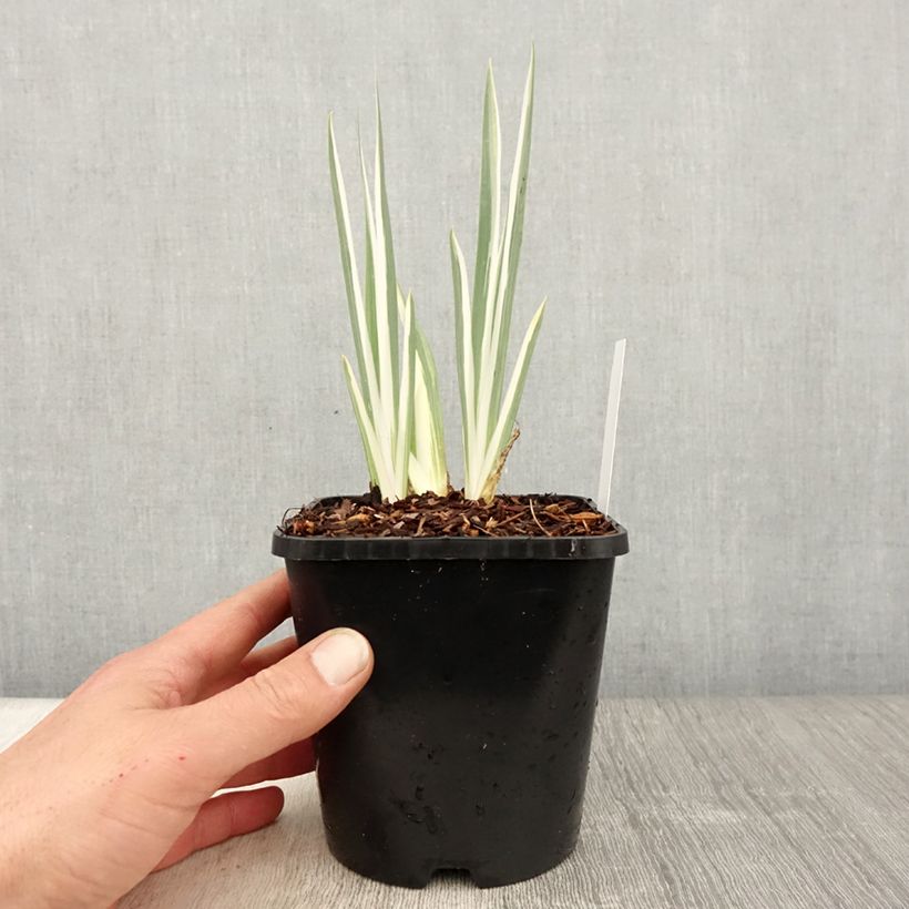 Iris pallida Variegata Maceta 1,5L/2L Ejemplar entregado en la primavera