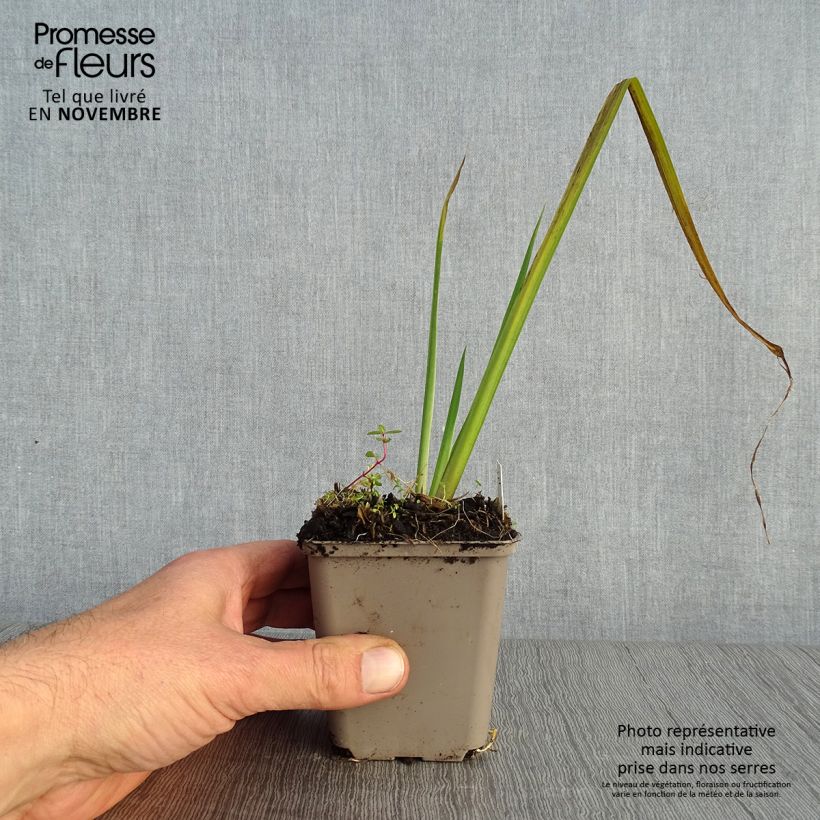 Ejemplar de Iris pseudacorus Creme de la Creme - Lirio amarillo Maceta de 8/9 cm entregado en otoño