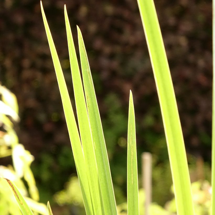 Iris pseudacorus Creme de la Creme - Lirio amarillo (Follaje)