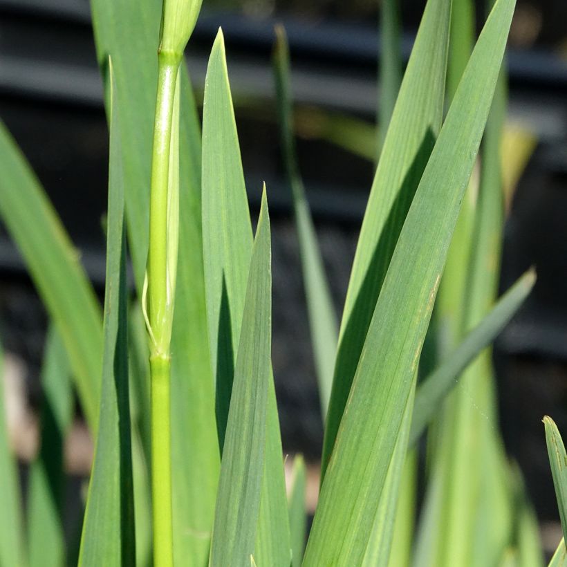 Iris pseudacorus Plena - Lirio amarillo (Follaje)