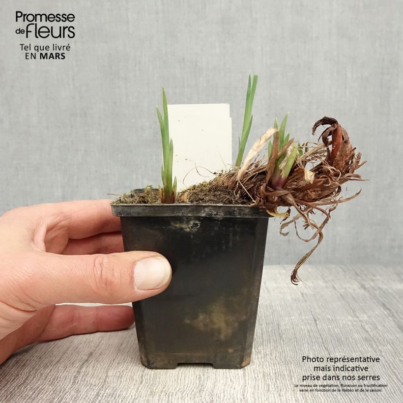 Iris pseudacorus var. bastardii - Lirio amarillo Maceta de 8/9 cm Ejemplar entregado en la primavera