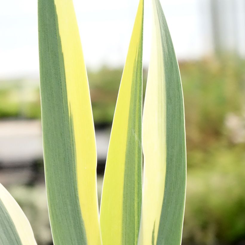 Iris pigmeo Azurea - Iris pumila (Follaje)