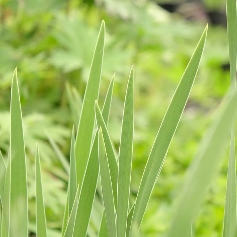 Iris pigmeo​ Crispy - Iris pumila (Follaje)