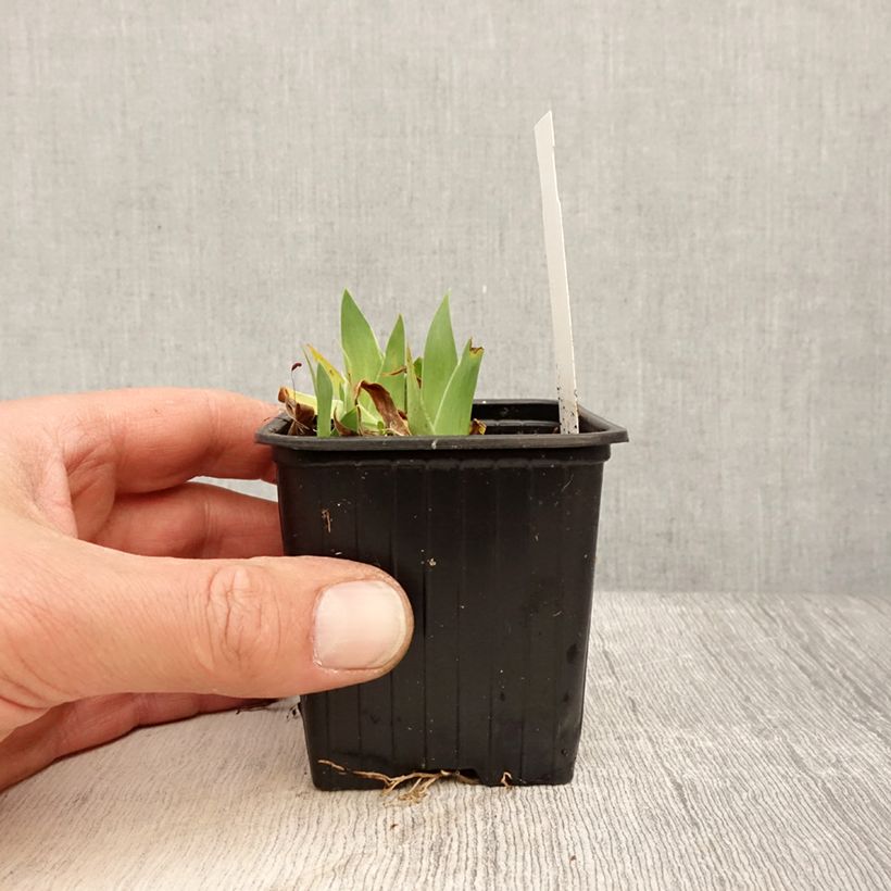 Iris pigmeo​ Crispy - Iris pumila Maceta de 8/9 cm Ejemplar entregado en la primavera