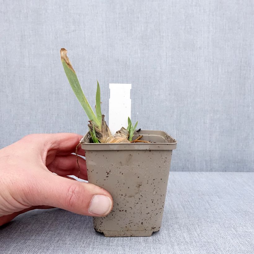 Iris pigmeo​ Green Spot - Iris pumila Maceta de 8/9 cm Ejemplar entregado en invierno