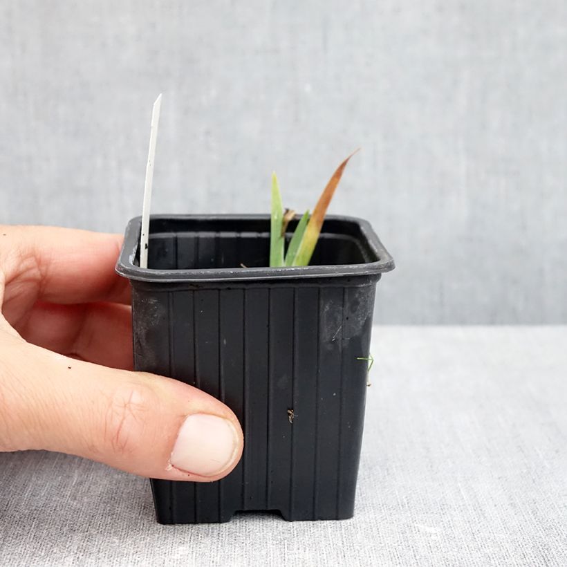 Ejemplar de Iris pigmeo​ Yellow - Iris pumila Maceta de 8/9 cm entregado en otoño