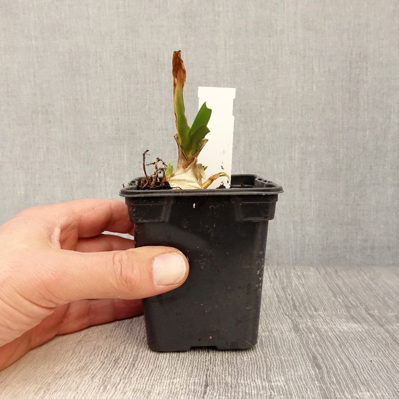 Iris pigmeo​ Jewel Baby - Iris pumila Maceta de 8/9 cm Ejemplar entregado en la primavera