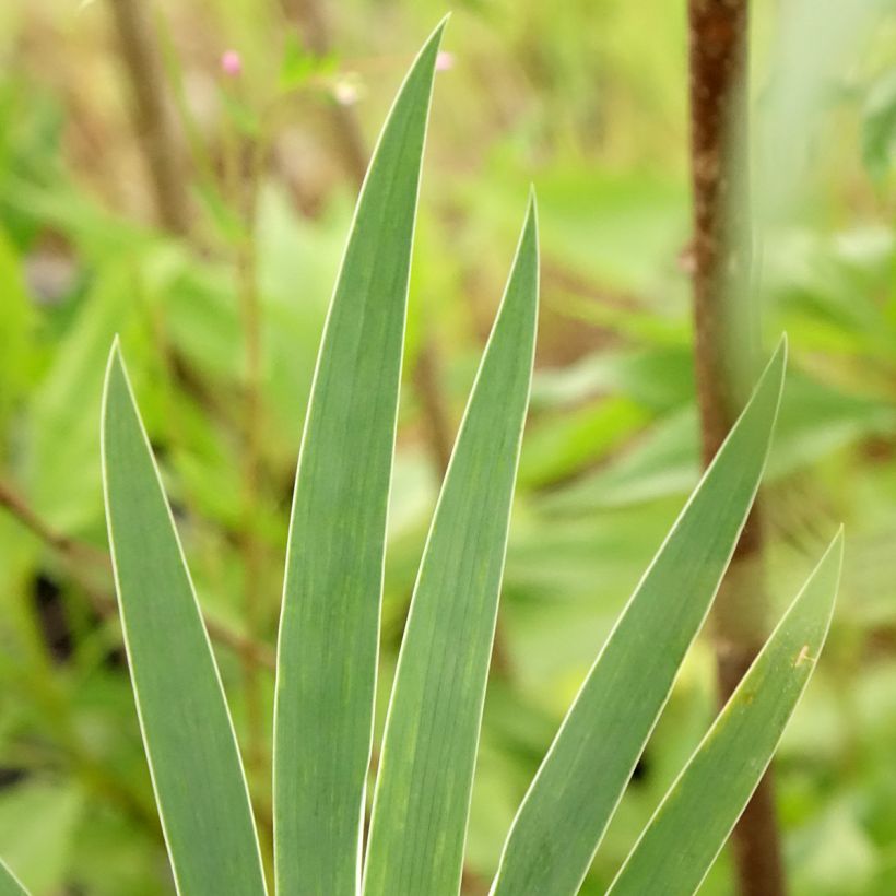 Iris pigmeo​ Wee Harry - Iris pumila (Follaje)