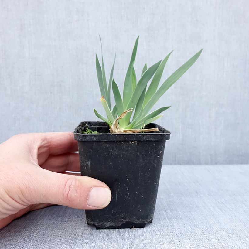 Iris pigmeo​ Wee Harry - Iris pumila Maceta de 8/9 cm Ejemplar entregado en la primavera