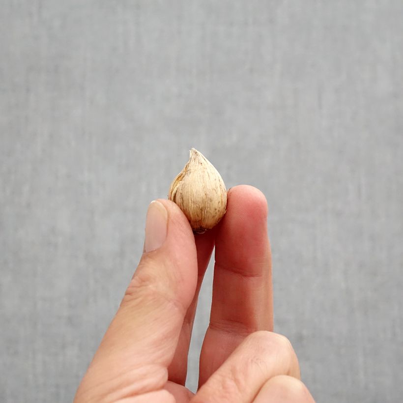 Ejemplar de Iris reticulata Cantab - Lirio Bulbo calibre 5+ entregado en otoño