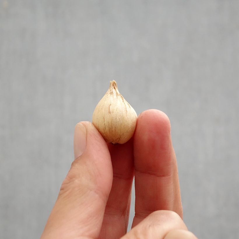 Ejemplar de Iris reticulata Eyecatcher - Lirio Bulbo calibre 6+ entregado en otoño