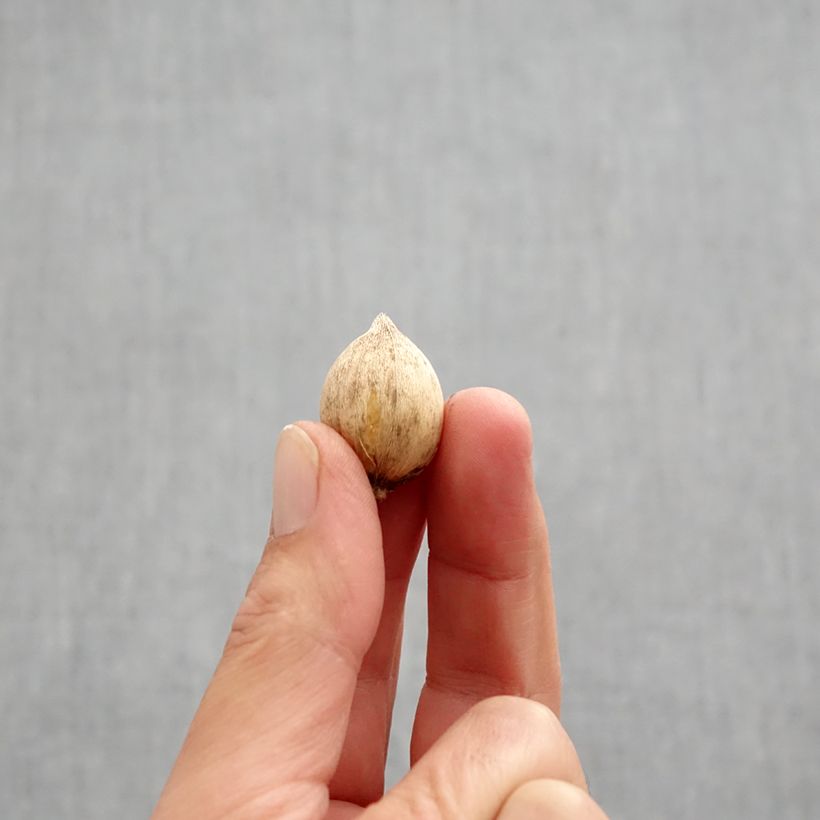 Ejemplar de Iris reticulata Mars Landing - Lirio Bulbo calibre 5+ entregado en otoño