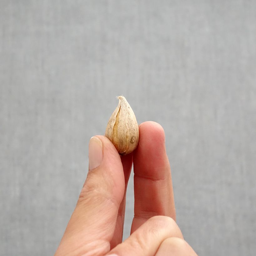 Ejemplar de Iris reticulata Natascha - Lirio Bulbo calibre 5+ entregado en otoño