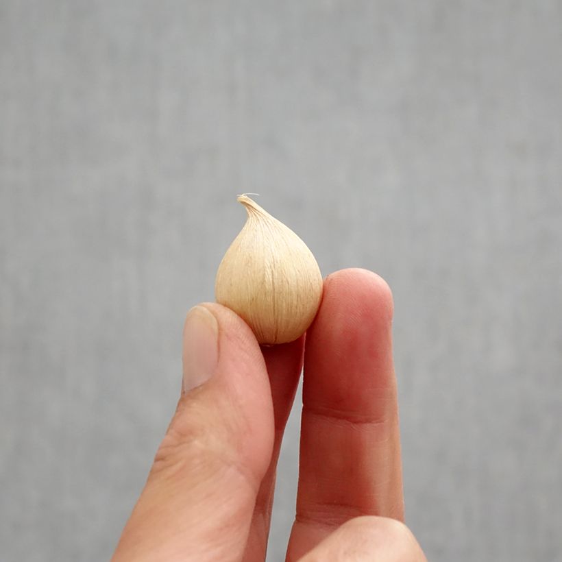 Ejemplar de Iris reticulata Orange Glow - Lirio Bulbo calibre 6+ entregado en otoño