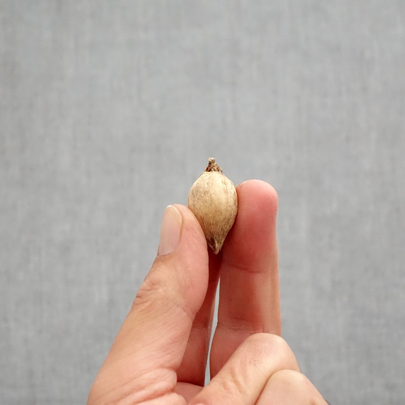 Ejemplar de Iris reticulata Polar Ice - Lirio Bulbo calibre 5+ entregado en otoño