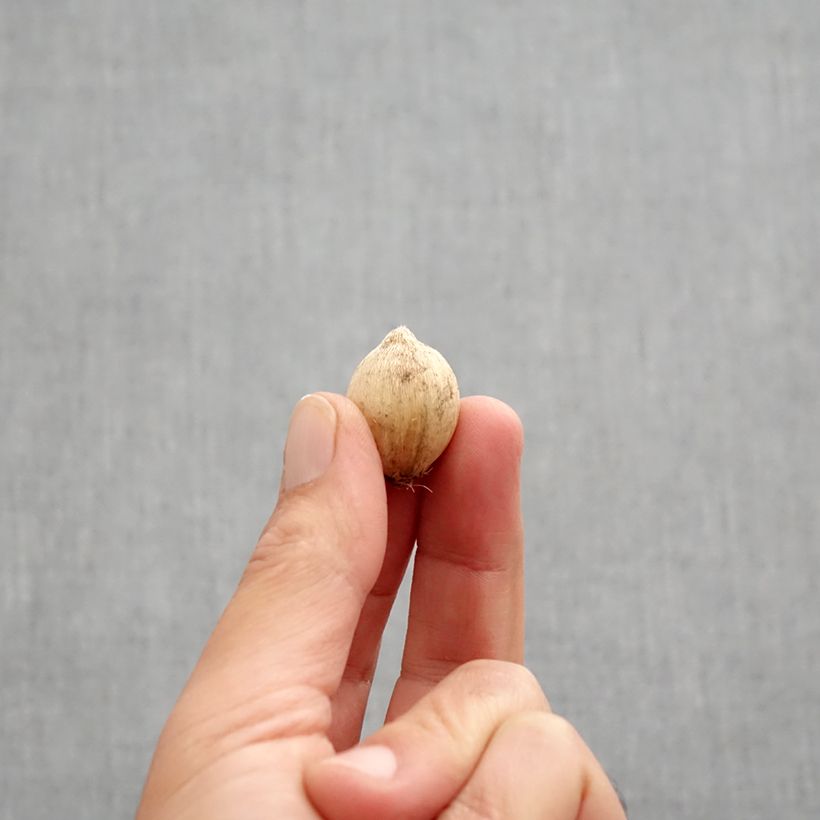 Ejemplar de Iris reticulata Splish Splash - Lirio Bulbo calibre 5+ entregado en otoño