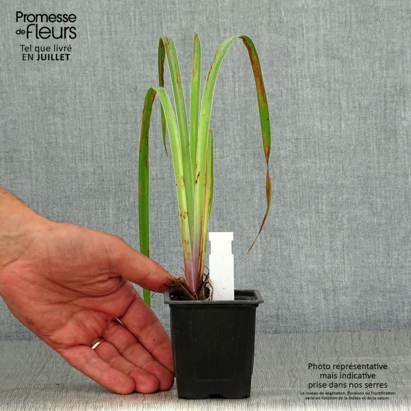 Ejemplar de Iris robusta Dark Aura Maceta de 8/9 cm entregado en verano