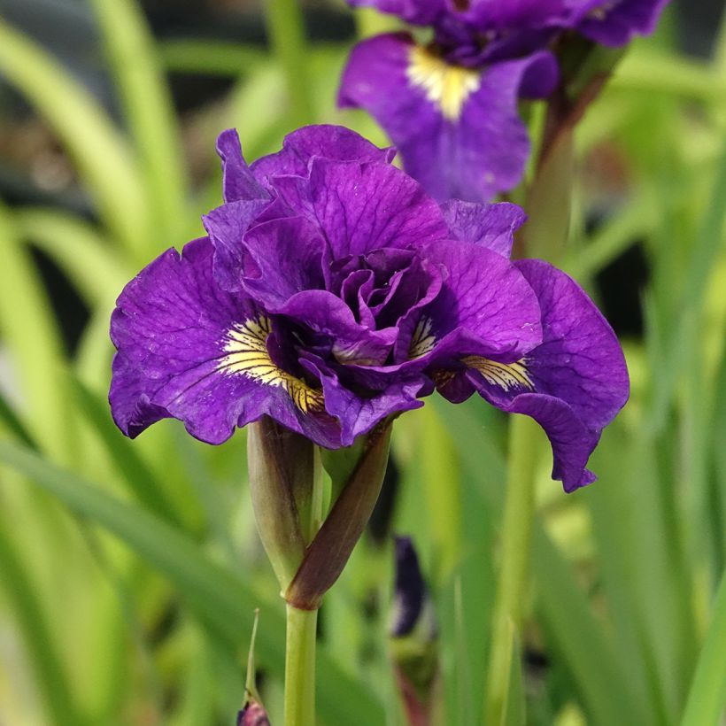 Lirio de Siberia Bundle of Joy - Iris sibirica (Floración)