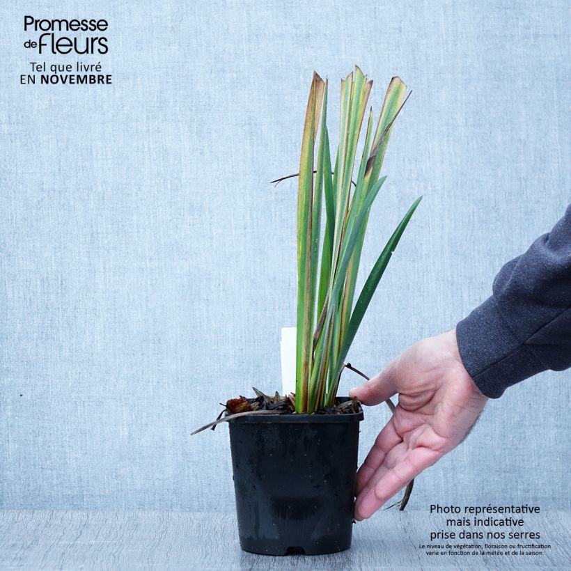 Ejemplar de Lirio de Siberia Bundle of Joy - Iris sibirica Maceta 1,5L/2L entregado en otoño
