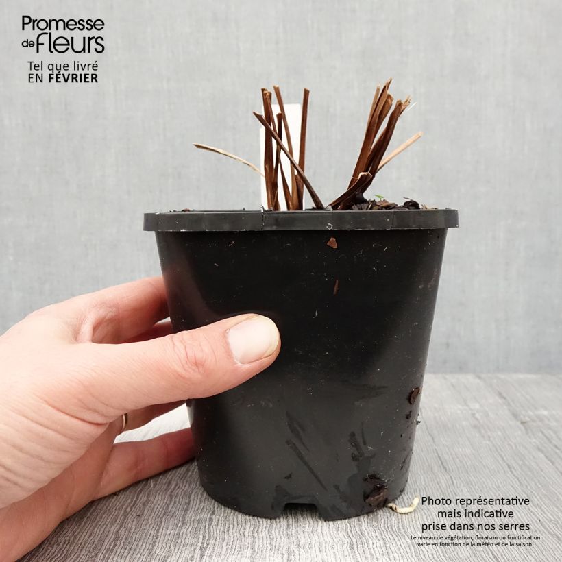 Lirio de Siberia Bundle of Joy - Iris sibirica Maceta 1,5L/2L Ejemplar entregado en invierno