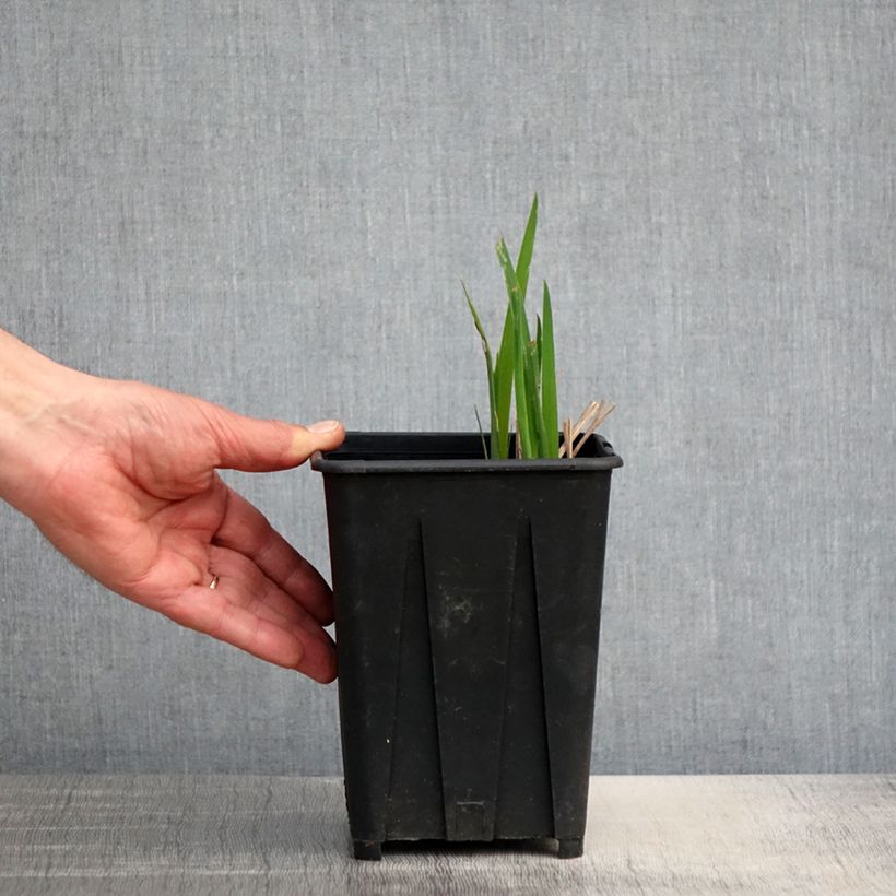 Lirio de Siberia Bundle of Joy - Iris sibirica Maceta 1,5L/2L Ejemplar entregado en la primavera