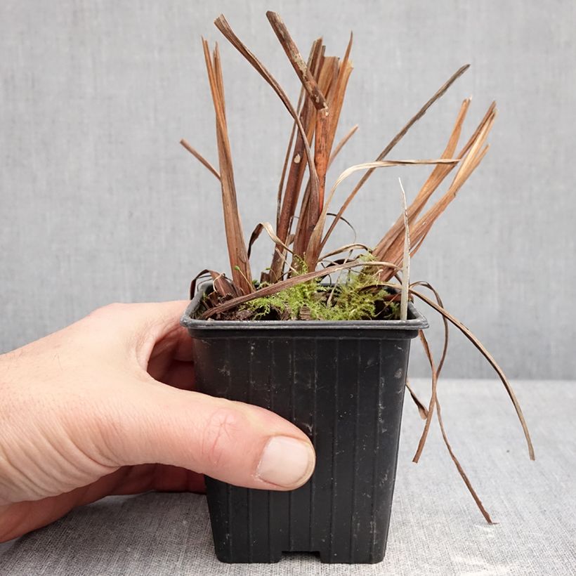 Lirio de Siberia Chartreuse Bounty - Iris sibirica Maceta de 8/9 cm Ejemplar entregado en invierno