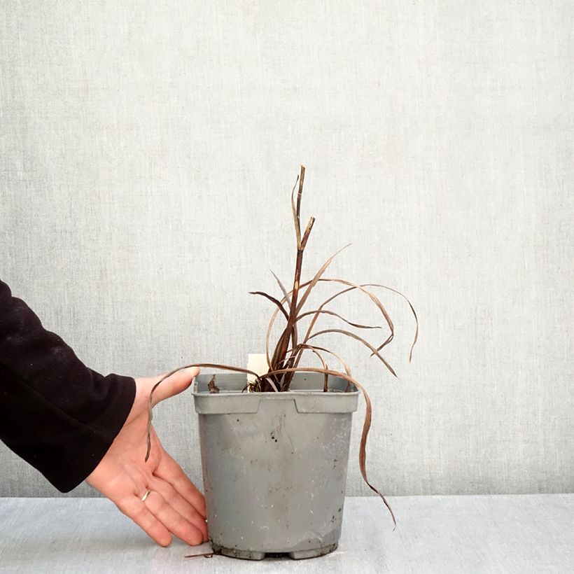Ejemplar de Lirio de Siberia Colonel Mustard - Iris sibirica Maceta 2L/3L entregado en otoño