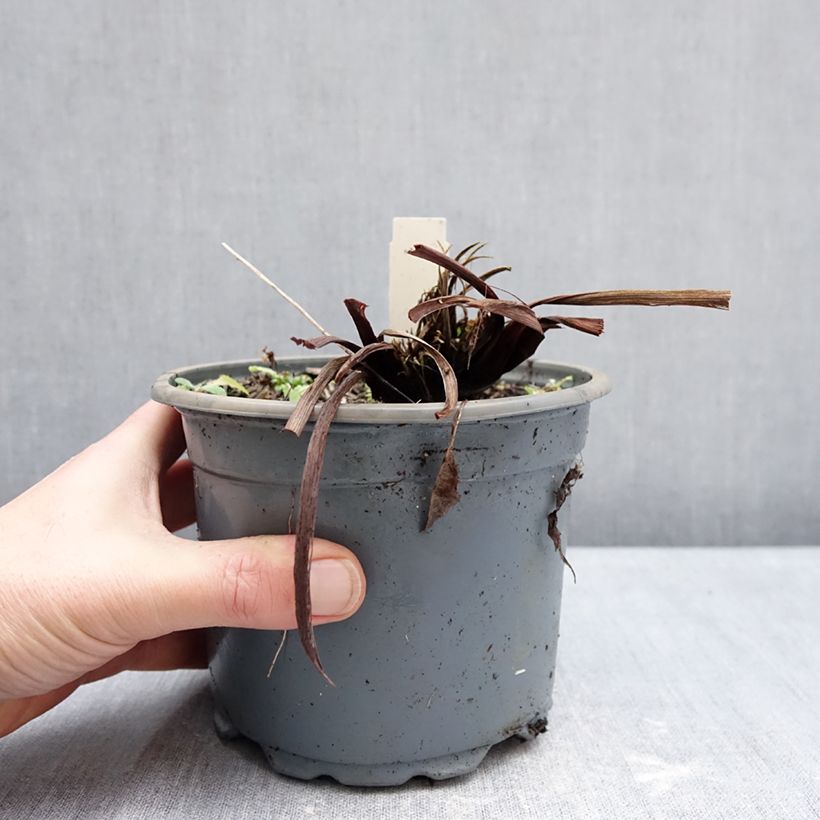 Lirio de Siberia Colonel Mustard - Iris sibirica Maceta 2L/3L Ejemplar entregado en invierno