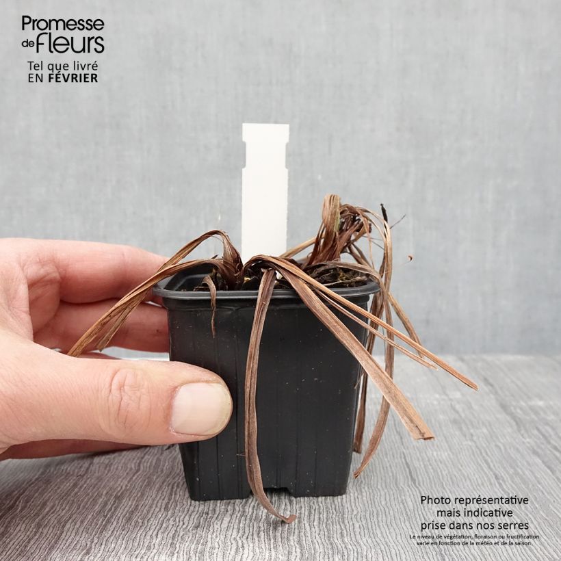 Lirio de Siberia Concord Crush - Iris sibirica Maceta de 8/9 cm Ejemplar entregado en invierno