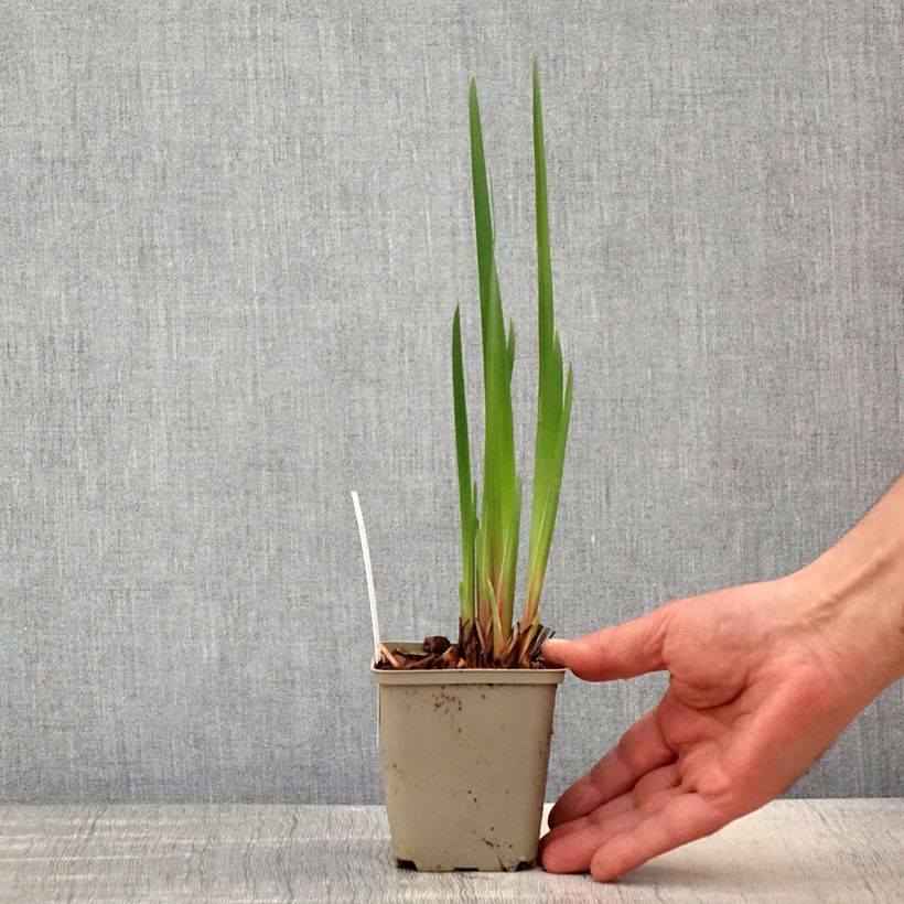 Lirio de Siberia Concord Crush - Iris sibirica Maceta de 8/9 cm Ejemplar entregado en la primavera