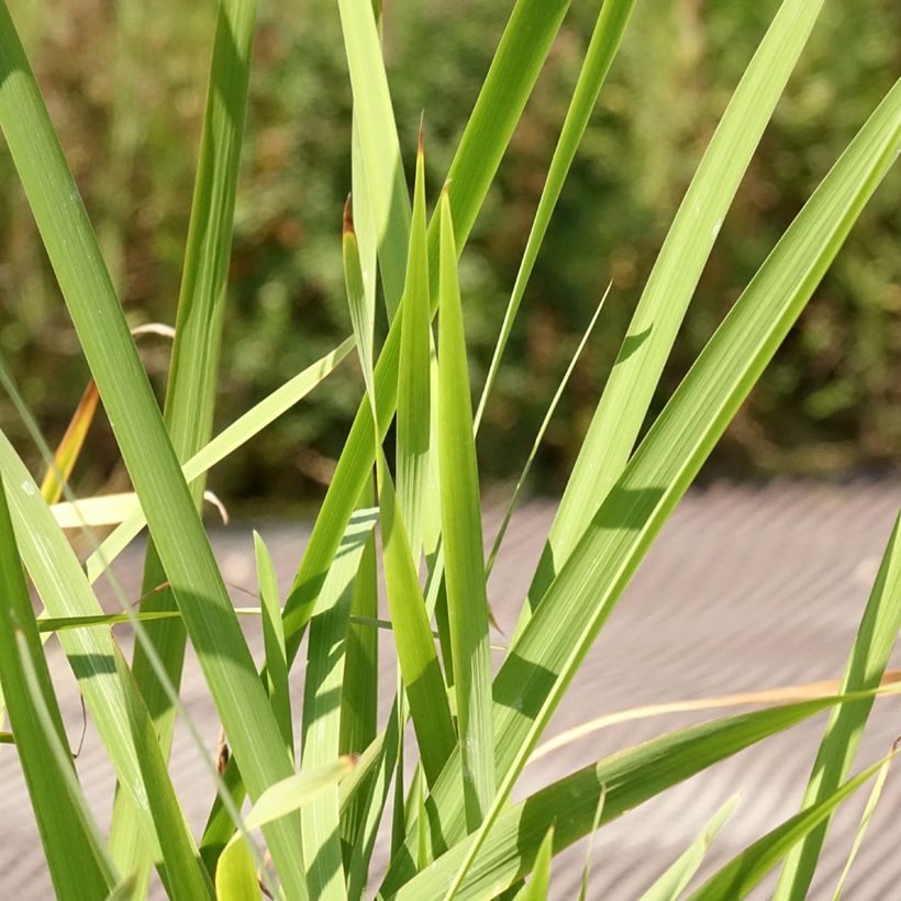 Lirio de Siberia Concord Crush - Iris sibirica (Follaje)