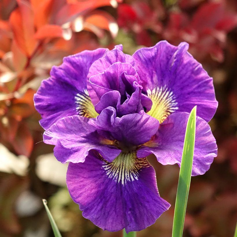Lirio de Siberia Concord Crush - Iris sibirica (Floración)
