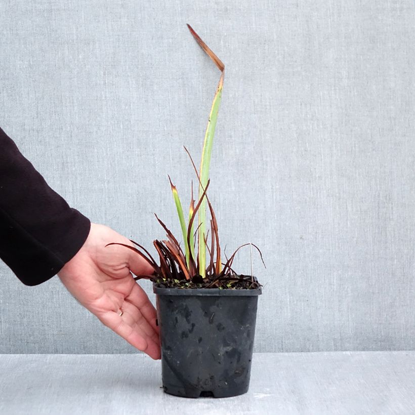 Ejemplar de Lirio de Siberia Concord Crush - Iris sibirica Maceta 1,5L/2L entregado en otoño