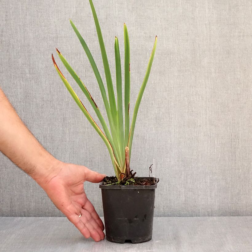 Ejemplar de Lirio de Siberia Concord Crush - Iris sibirica Maceta 1,5L/2L entregado en verano
