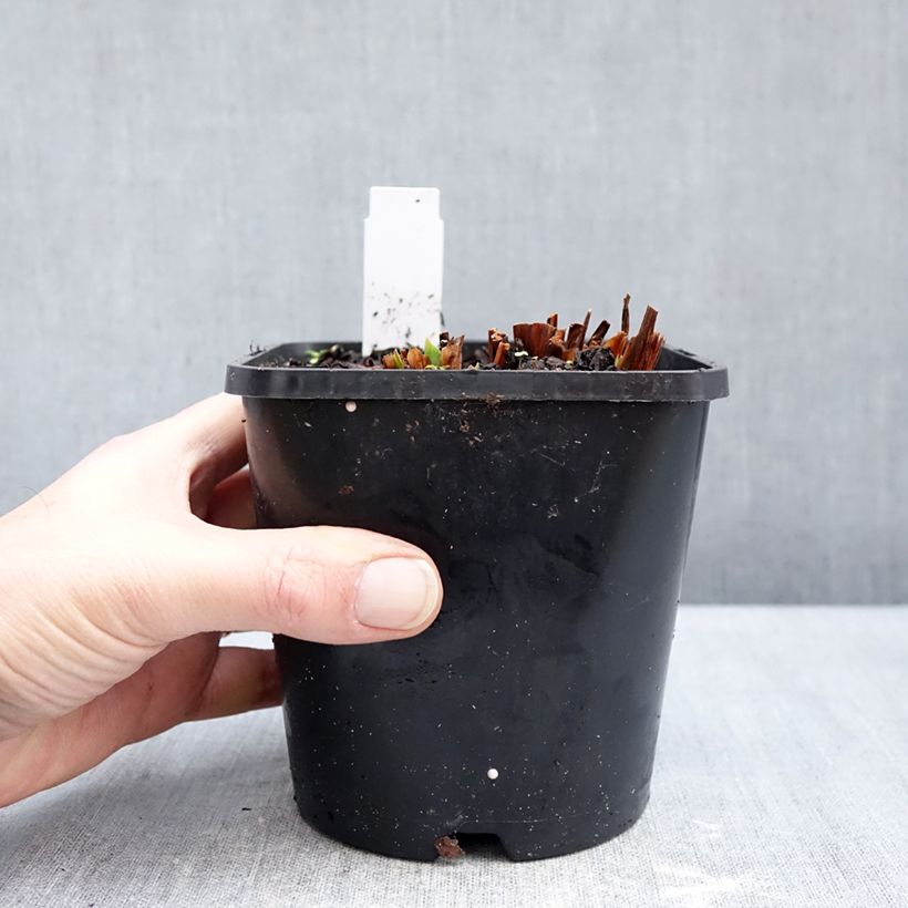 Lirio de Siberia Concord Crush - Iris sibirica Maceta 1,5L/2L Ejemplar entregado en invierno